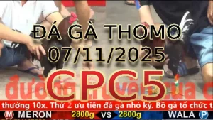 Video phát lại đá gà trực tiếp CPC5 ngày 07/11/2025