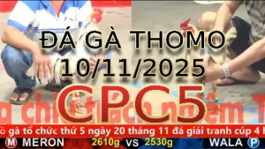 Video phát lại đá gà trực tiếp CPC5 ngày 10/11/2025