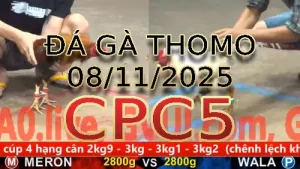 Video phát lại đá gà trực tiếp CPC5 ngày 08/11/2025