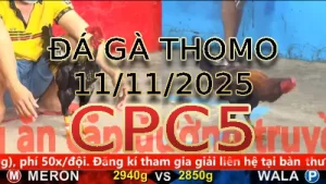 Video phát lại đá gà trực tiếp CPC5 ngày 11/11/2025