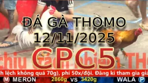 Video phát lại đá gà trực tiếp CPC5 ngày 12/11/2025