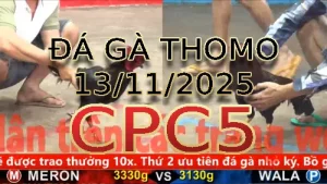 Video phát lại đá gà trực tiếp CPC5 ngày 13/11/2025