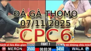 Video phát lại đá gà trực tiếp CPC6 ngày 07/11/2025