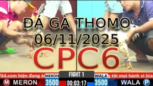 Video phát lại đá gà trực tiếp CPC6 ngày 06/11/2025