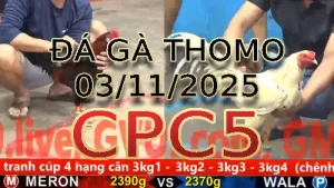 Video phát lại đá gà trực tiếp CPC5 ngày 03/11/2025
