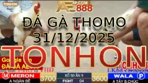 Đá Gà Giải Trực Tiếp TONHON Ngày 31122025 Trận Đỉnh Cao