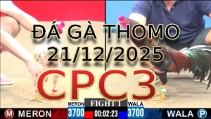 Video phát lại đá gà trực tiếp CPC3 ngày 21122025
