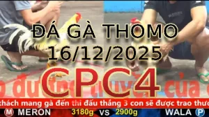 Video phát lại đá gà trực tiếp CPC4 ngày 16122025