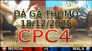 Video phát lại đá gà trực tiếp CPC4 ngày 18122025