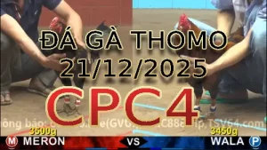Video phát lại đá gà trực tiếp CPC4 ngày 21122025
