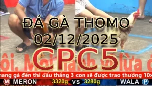 Video phát lại đá gà trực tiếp CPC5 ngày 02122025