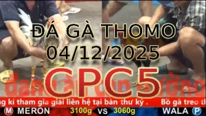 Video phát lại đá gà trực tiếp CPC5 ngày 04122025