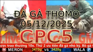 Video phát lại đá gà trực tiếp CPC5 ngày 05122025