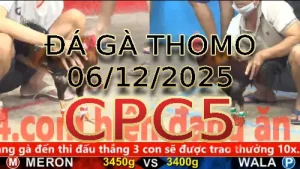 Video phát lại đá gà trực tiếp CPC5 ngày 06122025