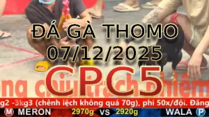 Video phát lại đá gà trực tiếp CPC5 ngày 07122025