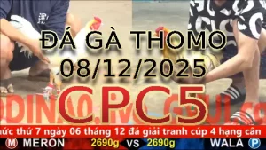 Video phát lại đá gà trực tiếp CPC5 ngày 08122025