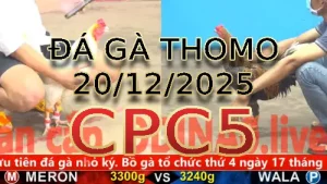 Video phát lại đá gà trực tiếp CPC5 ngày 20122025