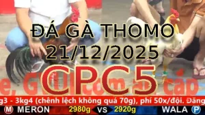 Video phát lại đá gà trực tiếp CPC5 ngày 21122025
