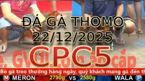 Video phát lại đá gà trực tiếp CPC5 ngày 22122025