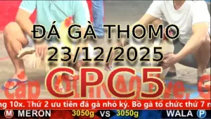 Video phát lại đá gà trực tiếp CPC5 ngày 23122025