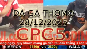 Video phát lại đá gà trực tiếp CPC5 ngày 28122025