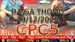 Video phát lại đá gà trực tiếp CPC5 ngày 29122025