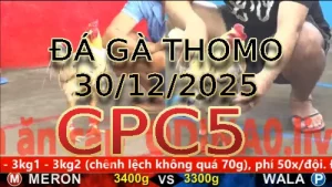 Video phát lại đá gà trực tiếp CPC5 ngày 30122025