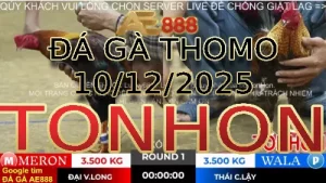 Video phát lại đá gà trực tiếp TONHON gà đá giải ngày 09122025