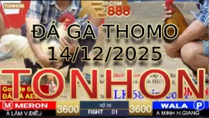 Video phát lại đá gà trực tiếp TONHON ngày 14122025