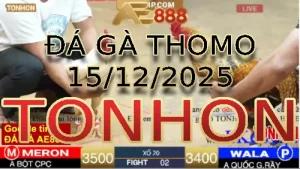 Video phát lại đá gà trực tiếp TONHON ngày 15122025