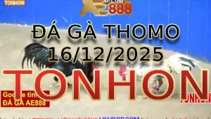 Video phát lại đá gà trực tiếp TONHON ngày 16122025