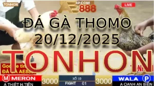 Video phát lại đá gà trực tiếp TONHON ngày 20122025