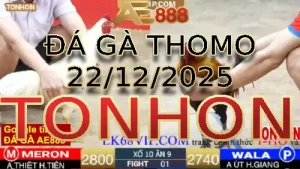 Video phát lại đá gà trực tiếp TONHON ngày 22122025