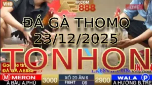 Video phát lại đá gà trực tiếp TONHON ngày 23122025