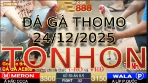 Video phát lại đá gà trực tiếp TONHON ngày 24122025