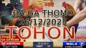 Video phát lại đá gà trực tiếp TONHON ngày 26122025