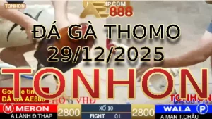 Video phát lại đá gà trực tiếp TONHON ngày 29122025