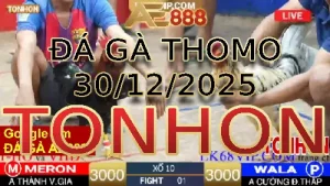 Video phát lại đá gà trực tiếp TONHON ngày 30122025