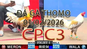 Video phát lại đá gà trực tiếp CPC3 ngày 01022026