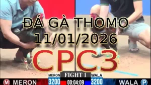 Video phát lại đá gà trực tiếp CPC3 ngày 11012026