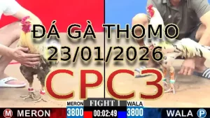 Video phát lại đá gà trực tiếp CPC3 ngày 23012026