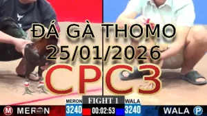 Video phát lại đá gà trực tiếp CPC3 ngày 25012026