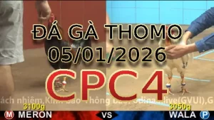 Video phát lại đá gà trực tiếp CPC4 ngày 05012026