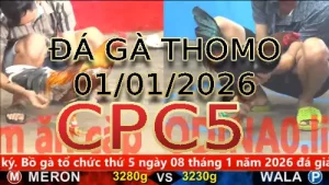 Video phát lại đá gà trực tiếp CPC5 ngày 01012026