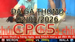 Video phát lại đá gà trực tiếp CPC5 ngày 02012026