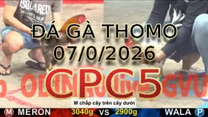 Video phát lại đá gà trực tiếp CPC5 ngày 07012026