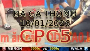 Video phát lại đá gà trực tiếp CPC5 ngày 10012026