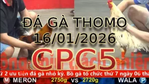 Video phát lại đá gà trực tiếp CPC5 ngày 16/01/2026