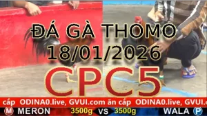 Video phát lại đá gà trực tiếp CPC5 ngày 18012026