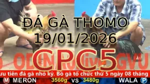 Video phát lại đá gà trực tiếp CPC5 ngày 19012026